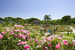 宮崎県の花 自然情報一覧 2件 ウォーカープラス