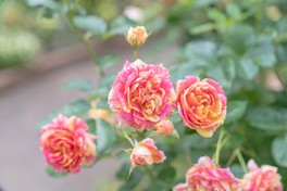 さわやかな紅茶の香りを感じるシンボルローズの四季の香