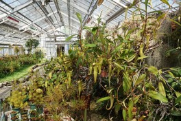 さまざまな食虫植物に出合える
