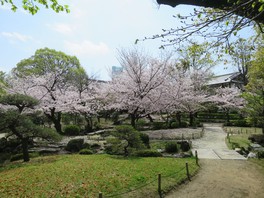 桜と日本庭園の景色が見事に調和