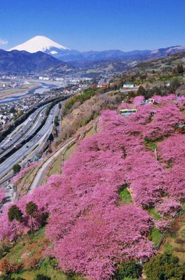 第24回 まつだ桜まつり 神奈川県 の情報 ウォーカープラス