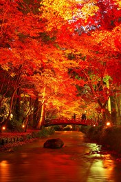 宮川のほとりを美しい紅葉が彩る