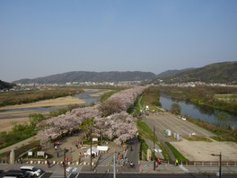 淀川 淀川河川公園背割堤地区の桜(京都府)の情報｜ウォーカープラス