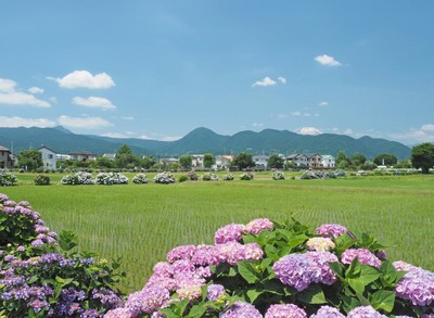 第34回開成町あじさいまつり 中止となりました 神奈川県 の情報 ウォーカープラス