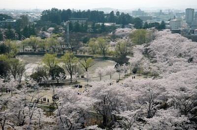 桜 見ごろ 開成山公園 開成山大神宮 福島県 の情報 ウォーカープラス