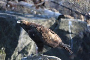 京大モンキー日曜サロン 絶滅危惧種ニホンイヌワシを遺伝解析で救えるか 保全遺伝学の挑戦 愛知県 の情報 ウォーカープラス