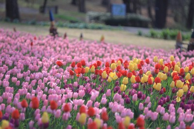 花 見ごろ 国営武蔵丘陵森林公園 早咲きチューリップ 埼玉県 の情報 ウォーカープラス