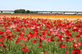 馬室荒川河川敷に広がる約12万5000平方メートルのポピー畑※画像は過去開催のもの