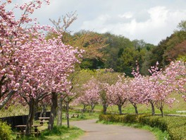 八重桜の並木道