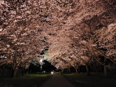 東武動物公園 夜桜ナイトzoo 埼玉県 の情報 ウォーカープラス