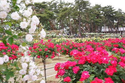 敷島公園ばら園 ばら園まつり 群馬県 の情報 ウォーカープラス