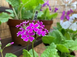 サクラソウの園芸品種の南京小桜