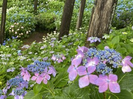 7000平方メートルの森にアジサイが咲き誇る