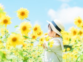 約30万本のヒマワリが咲き誇る