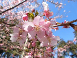 いち早く春を告げる河津桜