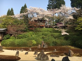 庭の苔・白砂・石組と桜の組合せが楽しめる