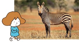 「描いてみる」コーナーでは、シマウマやナナホシテントウの模様を想像しながら描いて正解の模様を比較できる