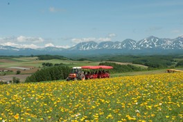 トラクターバス「ノロッコ号」に乗って園内を一周できる(有料)