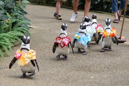 全天候型の花と鳥のテーマパークで行われる夏休み期間限定イベント