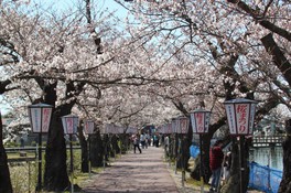 遊歩道では桜と共に野鳥を観察することができる