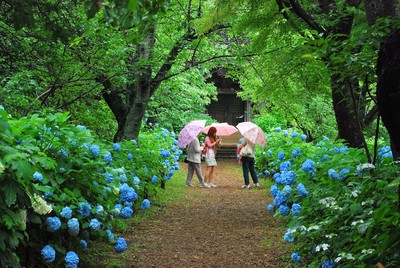 宗吾霊堂紫陽花まつり 千葉県 の情報 ウォーカープラス