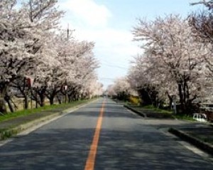 桜 見ごろ 鍋田川堤桜並木 三重県 の情報 ウォーカープラス