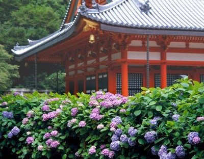 あじさい 見ごろ 勝尾寺 大阪府 の情報 ウォーカープラス