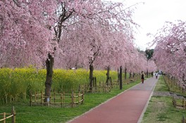 ウォーキング・ジョギングコースが、しだれ桜に覆われる