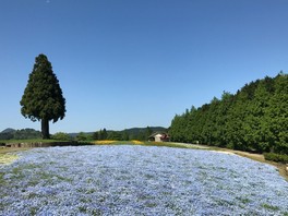 一面をパステルブルーに埋めるネモフィラ花畑※画像は過去の様子