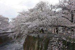 神田川沿いに咲き誇る桜が彩る春の景色