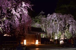 角館武家屋敷通りのしだれ桜がライトアップされる