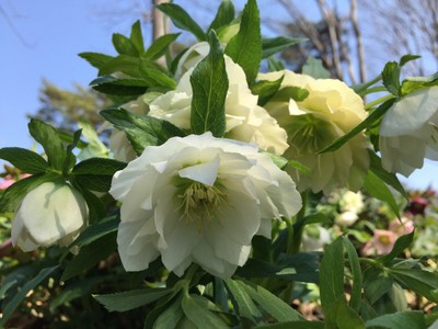 無料ダウンロード埼玉県 花 見ごろ すべての美しい花の画像