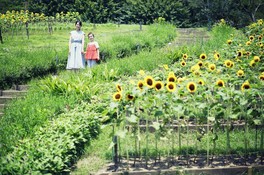 21年8月19日 木 の関西の夏休みイベント一覧 夏休みおでかけガイド21 ウォーカープラス