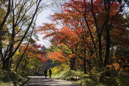 紅葉の散策路