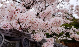 桜を眺めながら、優雅なひとときを味わえる
