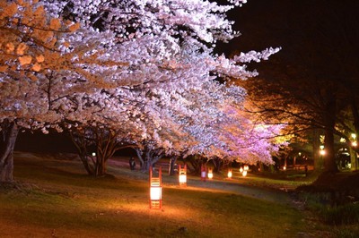 桜 見ごろ 信玄堤公園 山梨県 の情報 ウォーカープラス