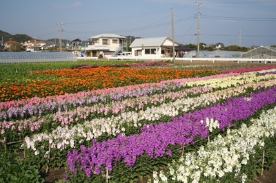 花 見ごろ 平磯のお花畑 千葉県 の情報 ウォーカープラス