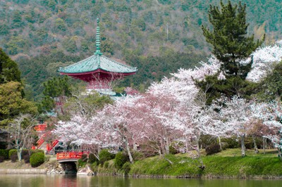 桜 見ごろ 旧嵯峨御所 大本山大覚寺 京都府 の情報 ウォーカープラス