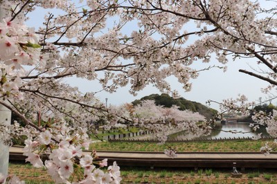 桜 見ごろ 香川県立亀鶴公園 香川県 の情報 ウォーカープラス