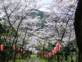 桜 見ごろ 白坂公園の桜並木 佐賀県 の情報 ウォーカープラス