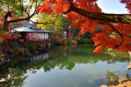 池の水面に映る紅葉が美しい