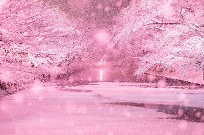 冬に咲くさくらライトアップ 青森県 の情報 ウォーカープラス