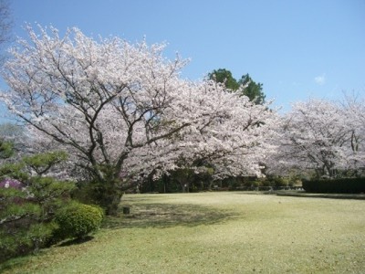 桜 見ごろ 杉村公園 和歌山県 の情報 ウォーカープラス