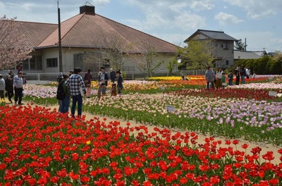 そうさチューリップ祭り 千葉県 の情報 ウォーカープラス そうさチューリップ祭り 千葉県 の情報 ウォーカープラス