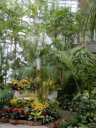 60種、2500株のさまざまな熱帯植物を紹介