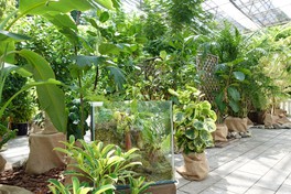 観葉植物の展示