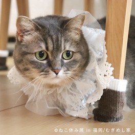 「スターねこ」たちの新作満載の癒やし空間