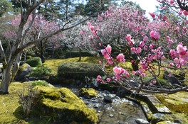 色鮮やかな梅の花が観賞できる