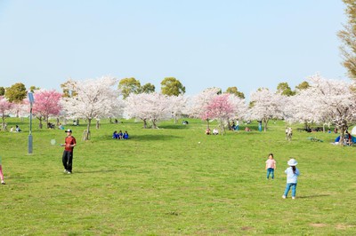 舎人公園の桜 東京都 の情報 ウォーカープラス