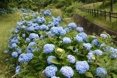 あじさい 見ごろ 和歌山市森林公園 和歌山県 の情報 ウォーカープラス